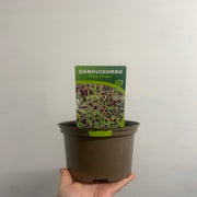 Sanguisorba Plum Drops 2L -