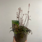 Tiarella 'Pink Sky Rocket' 2L -