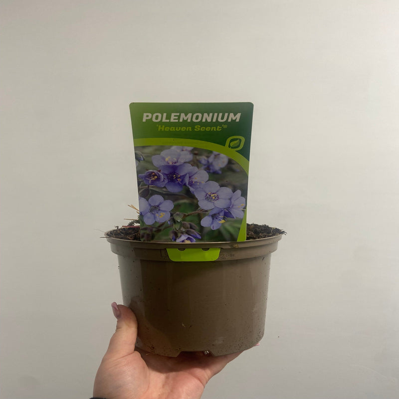 Polemonium 'Heaven Scent' (Jacobs Lader) 9cm/2L -