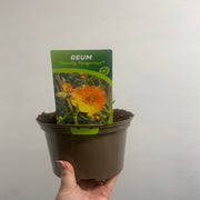 Geum 'Totally Tangerine' 2L -