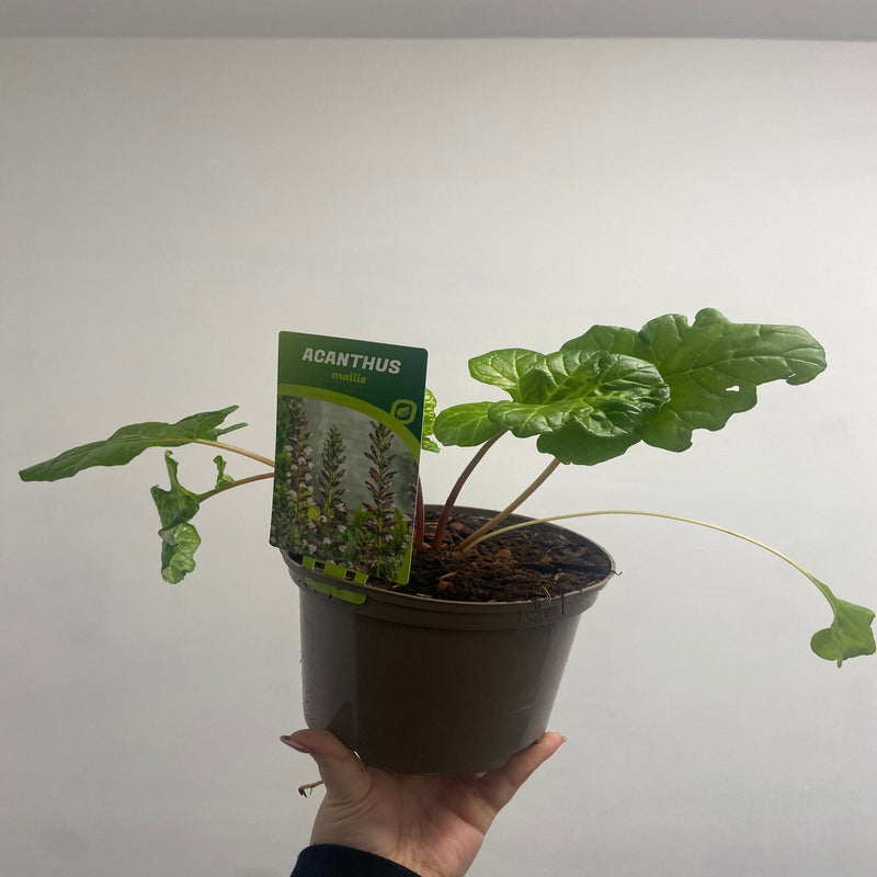Acanthus mollis 2L -