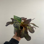 Bergenia Bressingham White 2L -