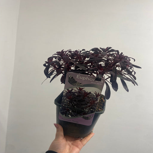 Euphorbia 'Miners Merlot' 9cm/2L -