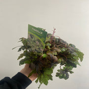 Tiarella 'Sugar and Spice' 2L -
