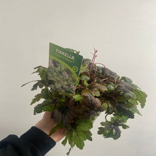 Tiarella 'Sugar and Spice' 2L -