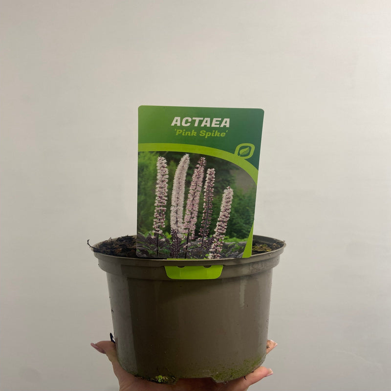 Actaea simplex Pink Spike' 2L -