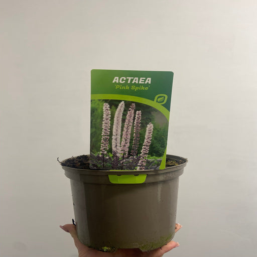 Actaea simplex Pink Spike' 2L -
