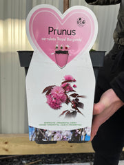 Ornamental Flowering Cherry Blossom Tree Dwarf - Prunus serrulata 'Royal Burgundy' 1m -