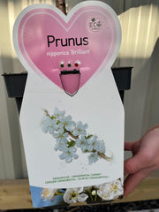 Ornamental Flowering Cherry Blossom Dwarf Tree - Nipponica ‘Brilliant' (2 Sizes Available) -