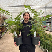 Dicksonia antarctica 'Tree Fern' 1/2/5L -