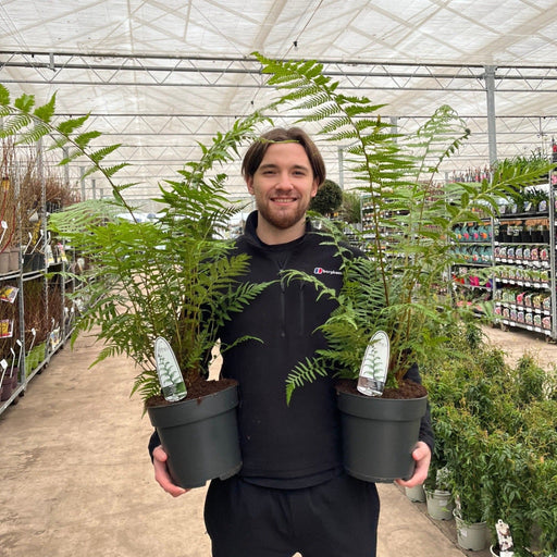 Dicksonia antarctica 'Tree Fern' 1/2/5L -