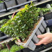 Buxus Hedging Carry Pack (2 Packs Available) -