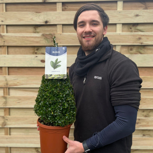 Buxus/Topiary Cone (Buxus Sempervirens) -