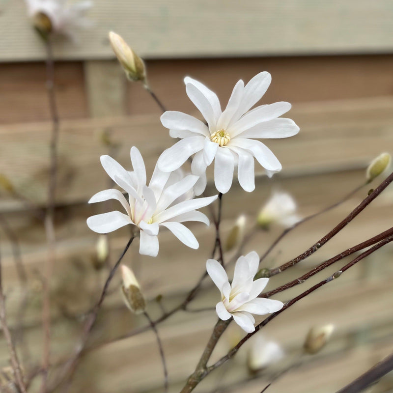 Magnolia stellata Standard Tree | Star Magnolia 90-100cm -