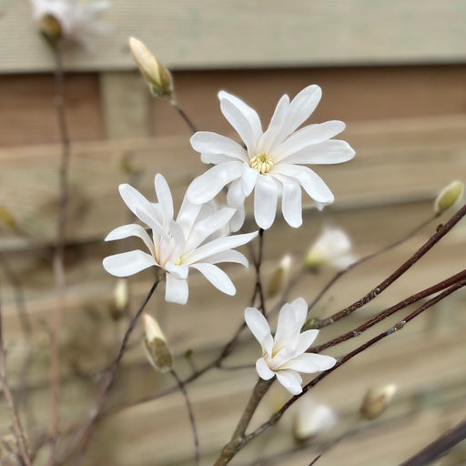 Magnolia stellata Standard Tree | Star Magnolia 90-100cm -
