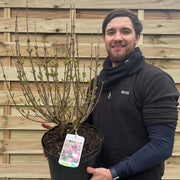 Syringa meyeri 'Palibin' (Lilac) 7.5L -