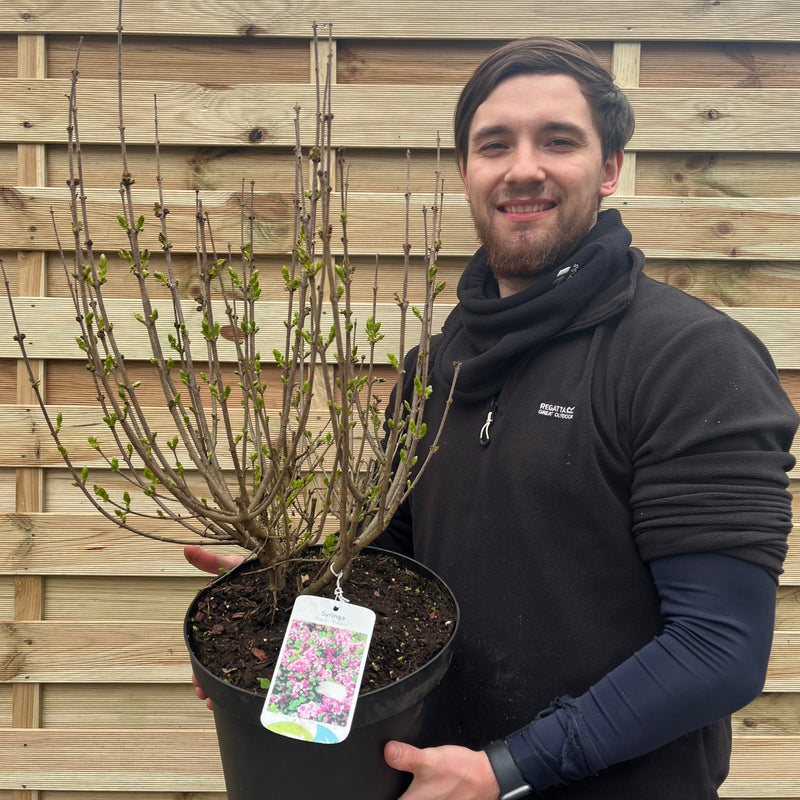 Syringa meyeri 'Palibin' (Lilac) 7.5L -