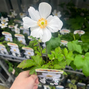 Anemone hybrida Honorine Jobert 9cm - 2L -