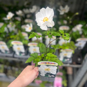 Anemone hupehensis 'Andrea Atkinson' 9cm/ 3L -