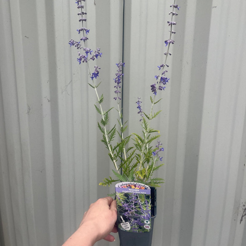 Perovskia 'Blue Spire' 9cm / 2L -
