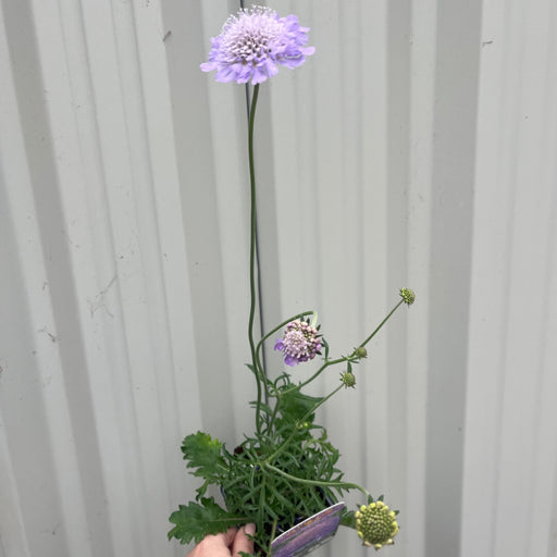 Scabious Butterfly Blue 9cm/2L -