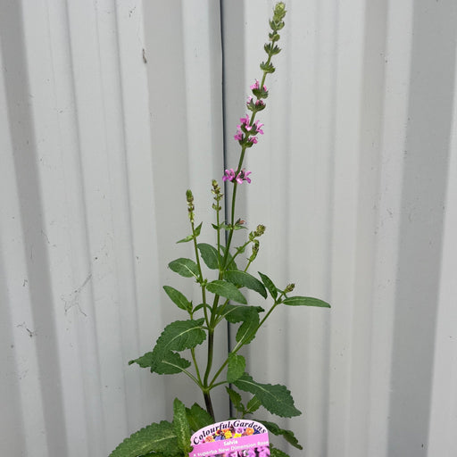 Salvia x superba Merleau Rose 9cm -