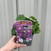 Geranium sanguineum 'Vision Violet' 9cm -
