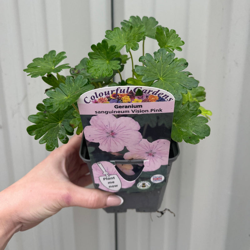 Geranium sanguineum 'Vision Pink' 9cm -