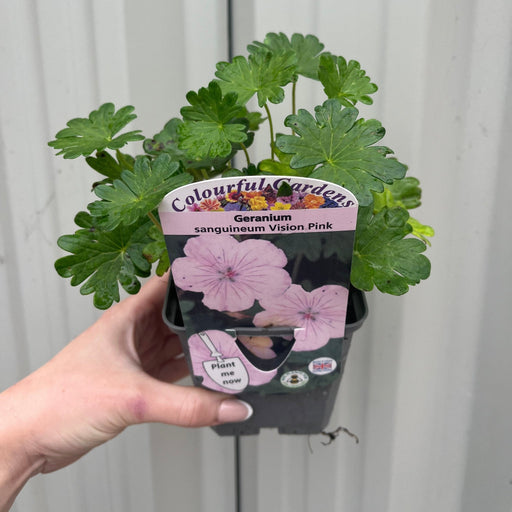Geranium sanguineum 'Vision Pink' 9cm -