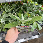 Stachys lanata 9cm / 2L -