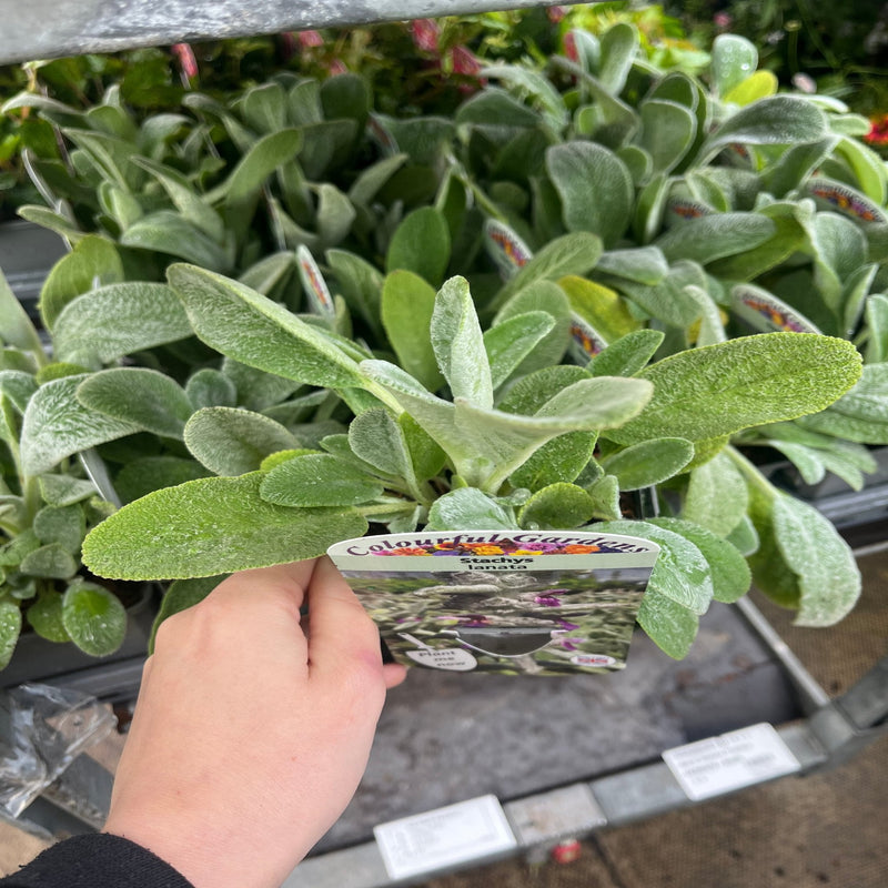 Stachys lanata 9cm / 2L -