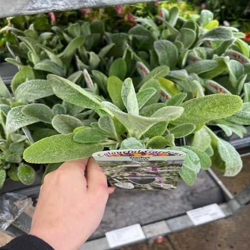 Stachys lanata 9cm / 2L -