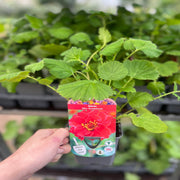 Geum 'Mrs Bradshaw' 9cm/1.5L/3L Pot -