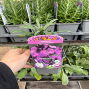 Erysimum 'Bowles Mauve' (Three Sizes Available) -