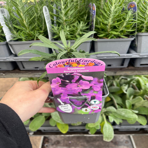 Erysimum 'Bowles Mauve' (Three Sizes Available) -