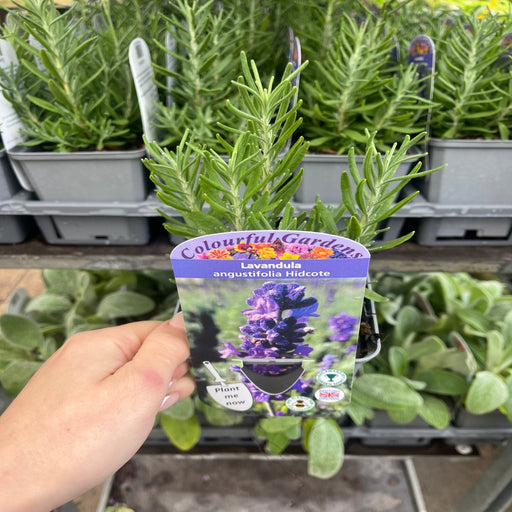 Lavender angustifolia 'Hidcote' (9cm/2L) -