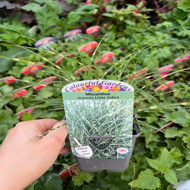 Miscanthus sinensis 'Little Zebra' Grass 9cm/2L -