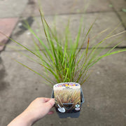 Stipa arundinacea 9cm -