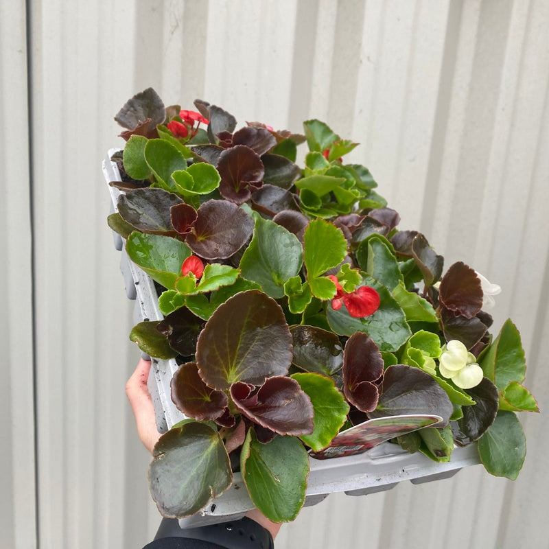 Begonia semperflorens (Tray of 20 Plants) -