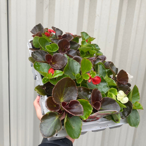 Begonia semperflorens (Tray of 20 Plants) -