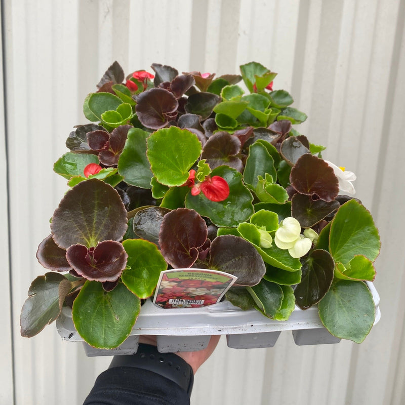 Begonia semperflorens (Tray of 20 Plants) -