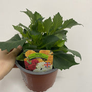 Dahlia 1.5L (Our Choice) -