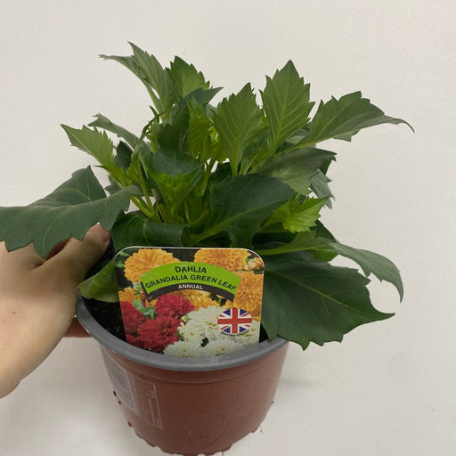 Dahlia 1.5L (Our Choice) -