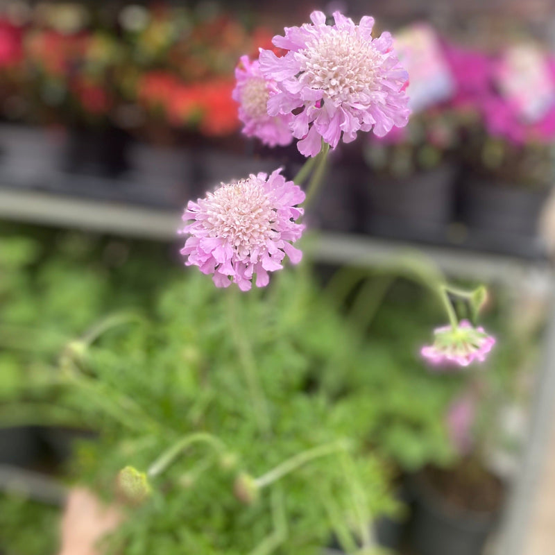 Scabious 'Pink Mist' 9cm/2L -
