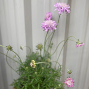 Scabious 'Pink Mist' 9cm/2L -