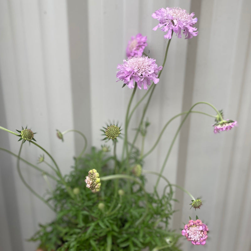 Scabious 'Pink Mist' 9cm/2L -