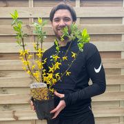 Forsythia x intermedia 'Minigold' 1L/2L -