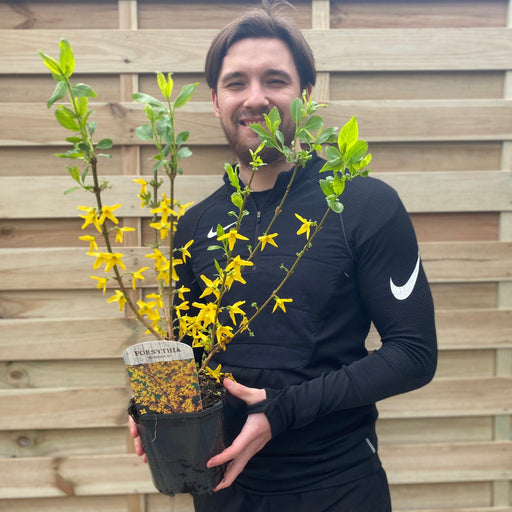 Forsythia x intermedia 'Minigold' 1L/2L -