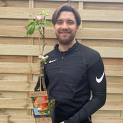 Dwarf/Patio Apple Tree - Dometica 'Jonagold' (2 Sizes) -