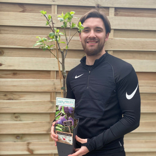 Dwarf Patio Plum Tree 'Opal' (Prunus domestica) 2 Sizes available -